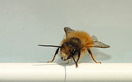 Red mason bee (male, Osmia rufa)